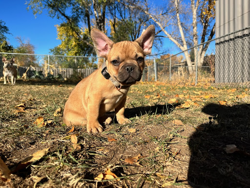 Hearts & Paws Puppy Adoptions