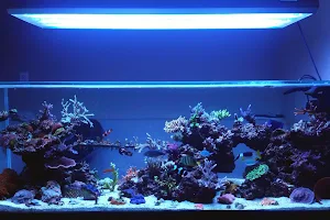 Impact Aquariums image