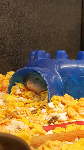 Pet Supply Store «PetSmart», reviews and photos, 2631 Beene Blvd, Bossier City, LA 71111, USA