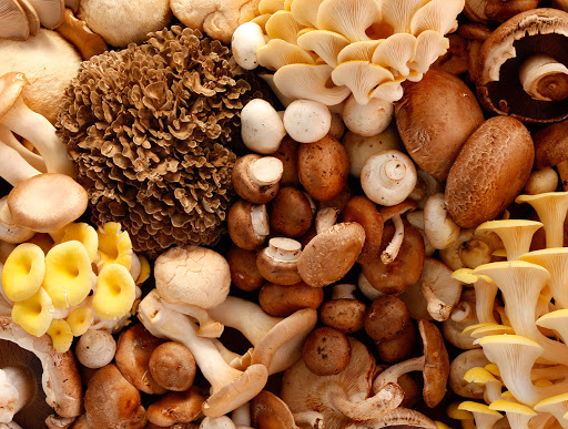 Produce Market «The Woodlands at Phillips», reviews and photos, 1020 Kaolin Rd, Kennett Square, PA 19348, USA