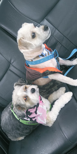 Pet Groomer «Paw Prints Pet Salon», reviews and photos, 725 W Market St, Orwigsburg, PA 17961, USA