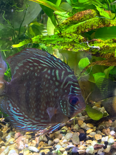 Pet Store «Woofs & Waves», reviews and photos, 5426 Arrowhead Pkwy E, Sioux Falls, SD 57110, USA