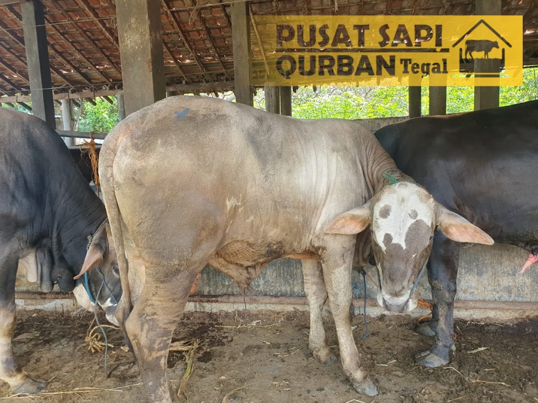 PUSAT Sapi Qurban Tegal - Jateng