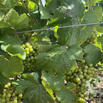 Photo n° 1 de l'avis de Marie.o fait le 11/08/2023 à 08:05 pour ONE UP TOUR à Chablis