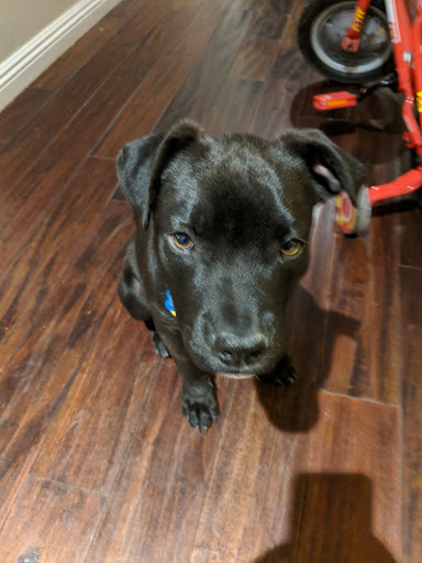 Pet Supply Store «Pet Supplies Plus», reviews and photos, 1235 Shaw Ave, Clovis, CA 93612, USA