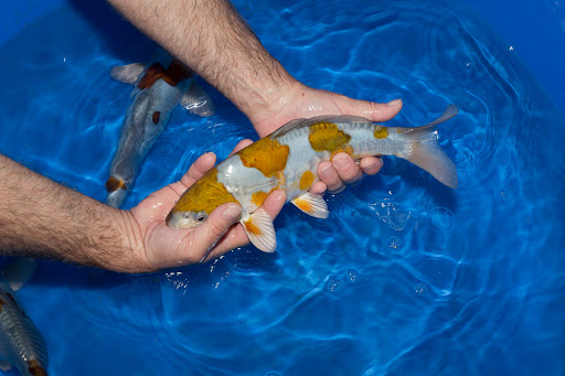 Cali Koi image
