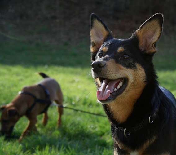 Rezensionen über Hundeschule Black Forest in Nyon - Hundeschule