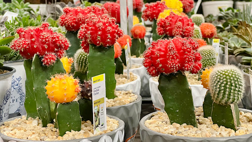 Home Improvement Store «The Home Depot», reviews and photos, 882 FL-436, Altamonte Springs, FL 32714, USA