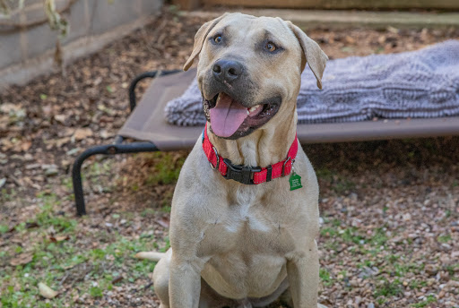 Footbridge Foundation | San Antonio Animal Rescue and Pet Adoption Service.