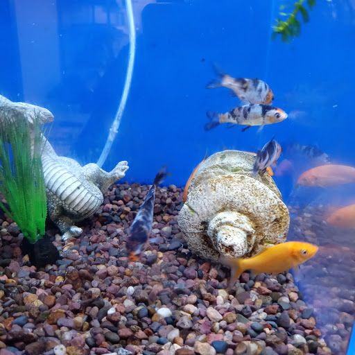 Pet Supply Store «PetSmart», reviews and photos, 595 E Hospitality Ln, San Bernardino, CA 92408, USA