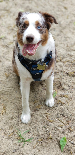 Dog Park «Andover dog park», reviews and photos, 288 High Plain Rd, Andover, MA 01810, USA