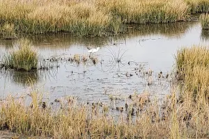 Bay Point Regional Shoreline image