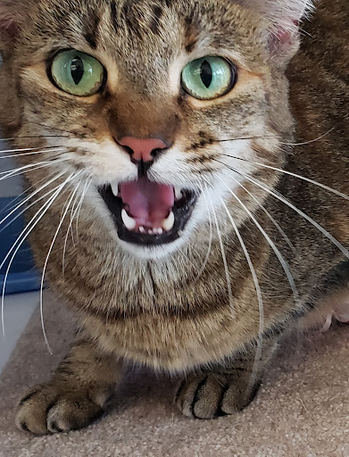 Pet Supply Store «Pet Supplies Plus», reviews and photos, 1258 Northlake Blvd, Lake Park, FL 33403, USA