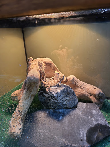 Pet Supply Store «Tropical World Pets», reviews and photos, 8444 Watson Rd, Webster Groves, MO 63119, USA