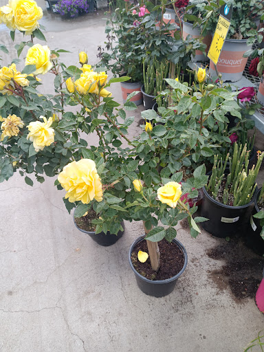 Home Improvement Store «The Home Depot», reviews and photos, 2001 Chess Dr, San Mateo, CA 94404, USA