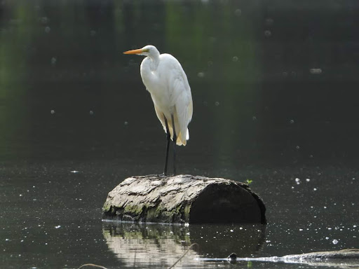 Nature Preserve «Grange Insurance Audubon Center», reviews and photos, 505 W Whittier St, Columbus, OH 43215, USA