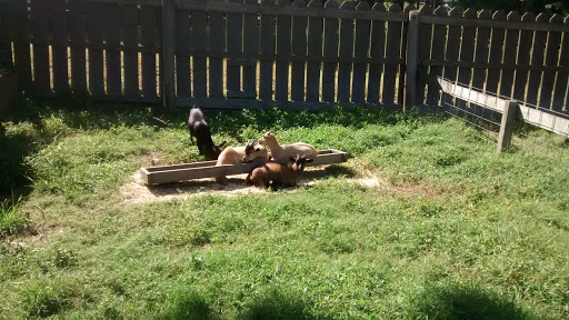 Theme Park «Frontier Town Western Theme Park», reviews and photos, 8428 Stephen Decatur Hwy, Berlin, MD 21811, USA