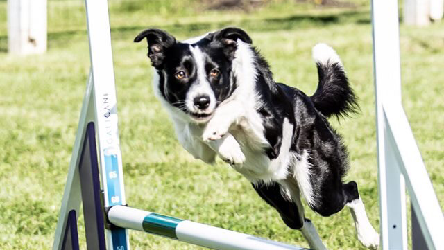 C Dogs Run Agility