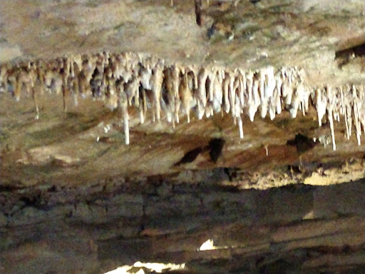 Tourist Attraction «Bluespring Caverns Park», reviews and photos, 1459 Blue Springs Cavern Rd, Bedford, IN 47421, USA