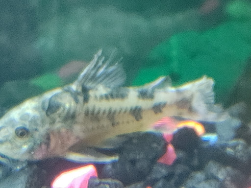 Pet Supply Store «Pet Supplies Plus», reviews and photos, 1262 OH-303, Streetsboro, OH 44241, USA