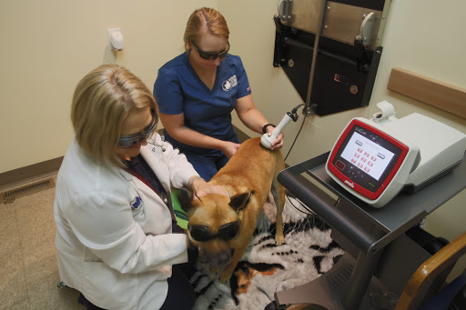 North East Animal Hospital: Dr. Jennifer Howell image