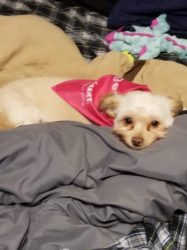 Pet Supply Store «PetSmart», reviews and photos, 5285 Wadsworth Bypass, Arvada, CO 80002, USA