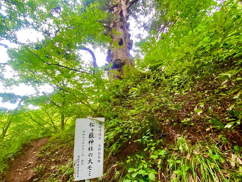 松ヶ嶽神社の大モミ