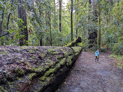 Old Tree Trail