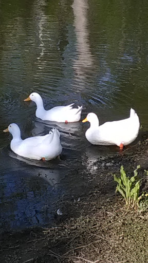 Park «Millers Pond Park», reviews and photos, 6175 Old Pearsall Rd, San Antonio, TX 78242, USA