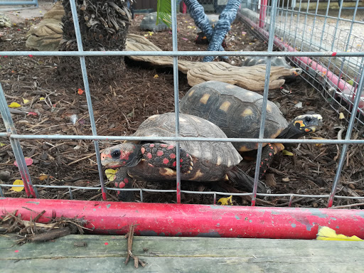 Zoo «Animal World & Snake Farm Zoo», reviews and photos, 5640 Interstate 35 Frontage Rd, New Braunfels, TX 78132, USA