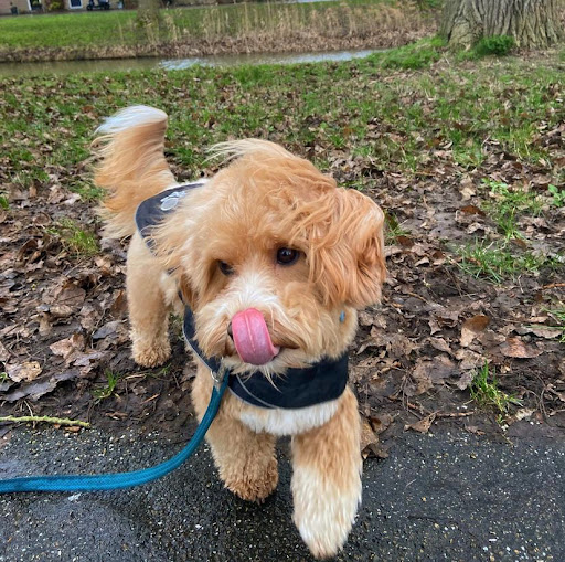 The Healthy Pet Center