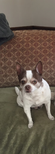 Pet Supply Store «All About Dogs & Cats LLC», reviews and photos, 1429 S Glenstone Ave, Springfield, MO 65804, USA