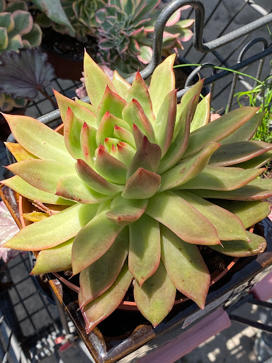 Florist «Plant Safari», reviews and photos, 653 N Central Ave, Upland, CA 91786, USA