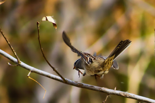Nature Preserve «Bluff Lake Nature Center», reviews and photos, 3400 Havana Way, Denver, CO 80238, USA
