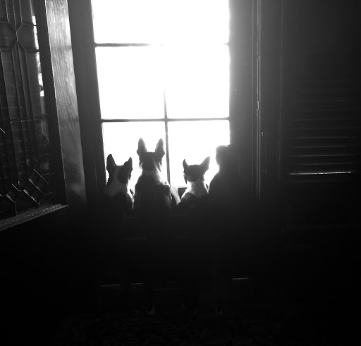 Pet Store «Art In Motion Pets», reviews and photos, 1893 S Western Ave, Marion, IN 46953, USA