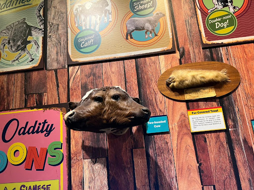 Museum «SKELETONS: Museum Of Osteology», reviews and photos, 8441 International Dr Suite 250, Orlando, FL 32819, USA