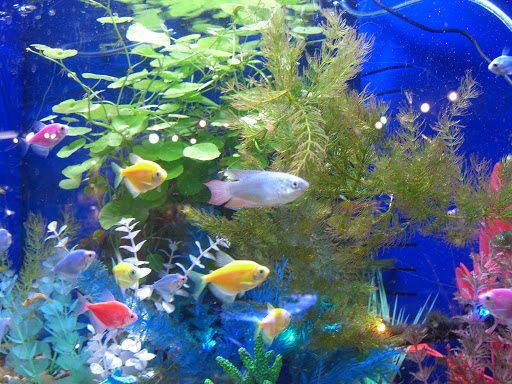 Pet Store «Wilmette Pet Center LLC», reviews and photos, 625 Green Bay Rd, Wilmette, IL 60091, USA