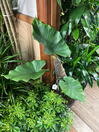 Florist «Plant Safari», reviews and photos, 653 N Central Ave, Upland, CA 91786, USA