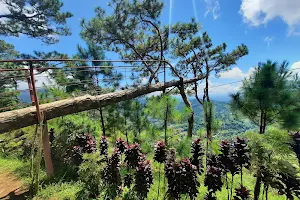 Bucari Pine Forest image