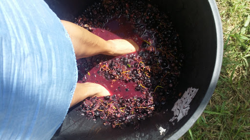 Winery «Blue Lotus Winery», reviews and photos, 5151 FM 20, Seguin, TX 78155, USA