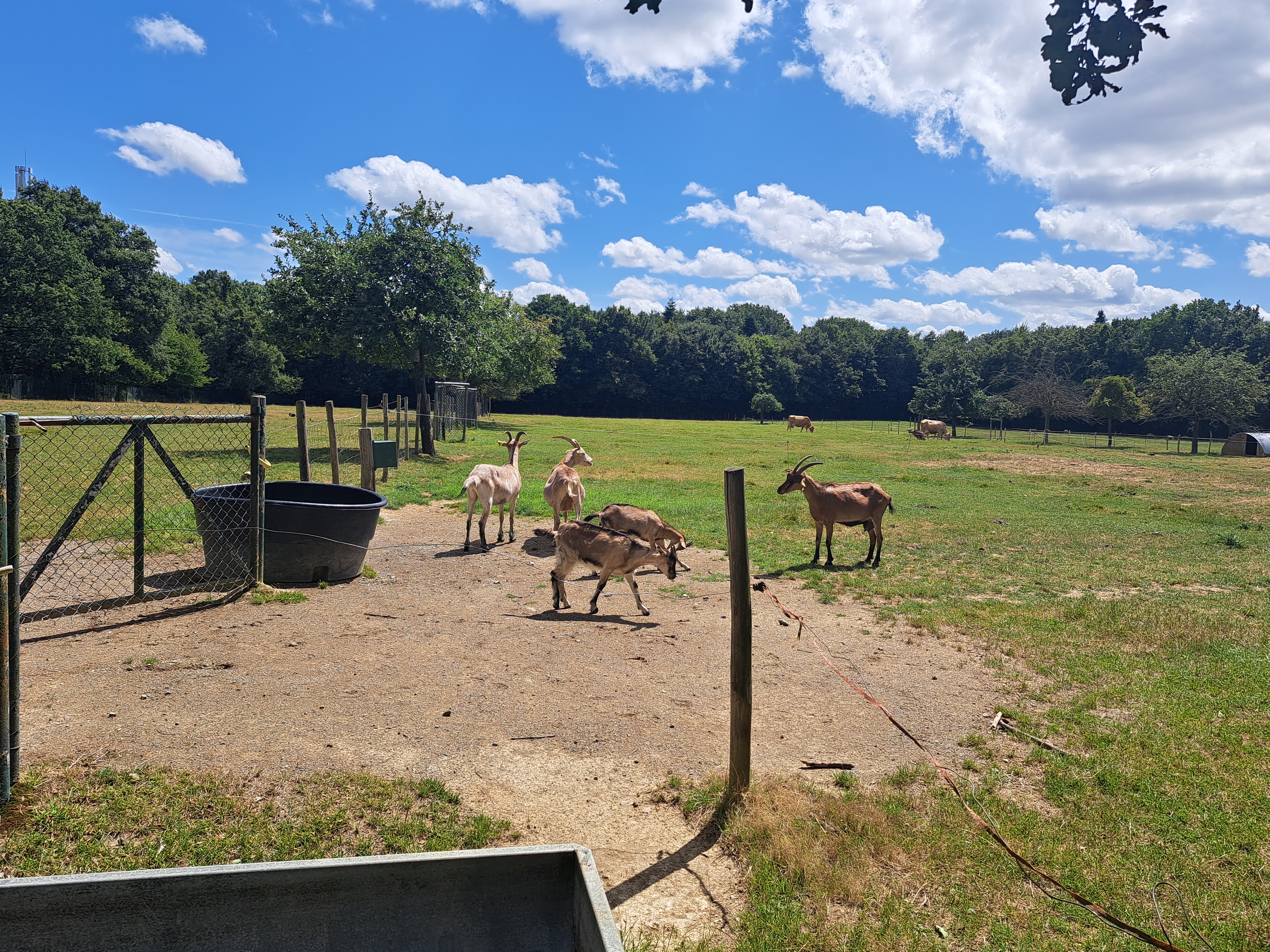 Photo n° 13 de l'avis de Pwenga. fait le 16/07/2023 à 22:35
