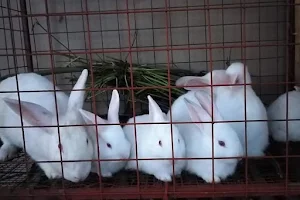 Bethlehem Rabbit farm and All type Animal accessories . മുയൽ ഫാം കോട്ടയം. Pets image