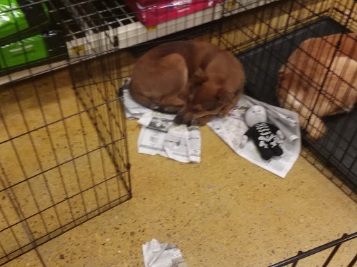 Pet Supply Store «PetSmart», reviews and photos, 55 Boston Post Rd, Orange, CT 06477, USA