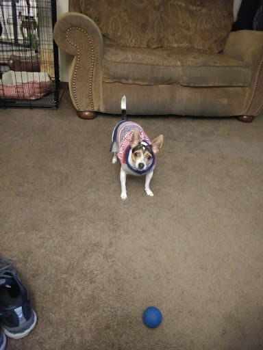 Pet Store «Village Pet Shop», reviews and photos, 701 N Black Horse Pike, Williamstown, NJ 08094, USA