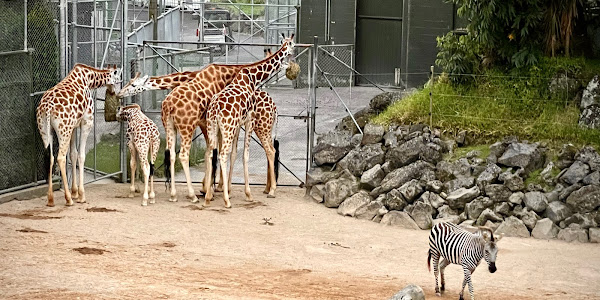 Auckland Zoo