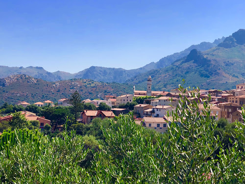 Au pied des oliviers à Calenzana