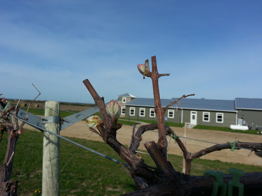 Winery «Branches Winery», reviews and photos, E6796 Old Line Rd, Westby, WI 54667, USA