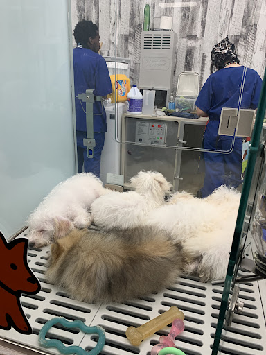 Dog Breeder «Petland Dunwoody», reviews and photos, 4733 Ashford Dunwoody Rd NE, Dunwoody, GA 30338, USA