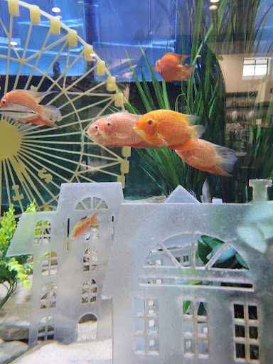 Tropical Fish Store «Fish Gallery», reviews and photos, 6955 Greenville Ave, Dallas, TX 75231, USA