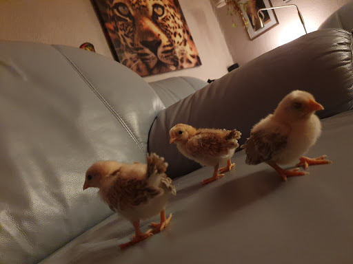 Holger Dölle Tierarzt unter Heilbad Heiligenstadt, Thüringen